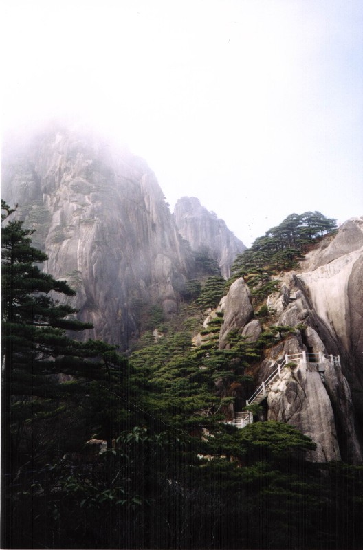 黄山松景图